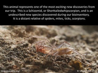 This animal represents one of the most exciting new discoveries from our trip.  This is a Schizomid, or Shorttailedwhipscorpion, and is an undescribed new species discovered during our bioinventory.  It is a distant relative of spiders, mites, ticks, scorpions. © SJTaylor/SEI 2011http://cavelife.org/