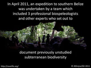 In April 2011, an expedition to southern Belizewas undertaken by a team whichincluded 3 professional biospeleologistsand other experts who set out todocument previously unstudiedsubterranean biodiversity© JKKrejca/SEI 2011http://cavelife.org/