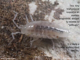This  tiny trichoniscid isopod is an eyeless troglobite,  distantly related to “pillbugs.”It is likely a new, undescribed species.© SJTaylor/SEI 2011http://cavelife.org/