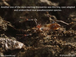 Another one of the more exciting discoveries was this tiny, cave adapted and undescribed new pseudoscorpion species.© SJTaylor/SEI 2011http://cavelife.org/
