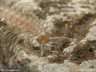 A cave-adapted millipede (Diplopoda), likely an undescribed species.© SJTaylor/SEI 2011http://cavelife.org/
