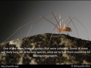 One of the many kinds of spiders that were collected.  Some of these will likely turn out to be new species, once we’ve had them examined by appropriate experts. © JKKrejca/SEI 2011http://cavelife.org/
