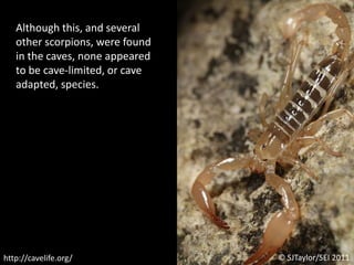 Although this, and several other scorpions, were found in the caves, none appeared to be cave-limited, or cave adapted, species.© SJTaylor/SEI 2011http://cavelife.org/