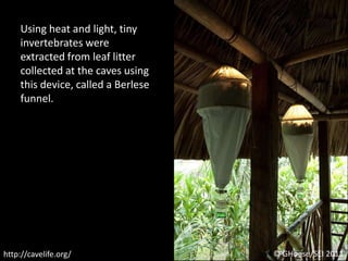 Using heat and light, tiny invertebrates were extracted from leaf litter collected at the caves using this device, called a Berlese funnel.© GHoese/SEI 2011http://cavelife.org/