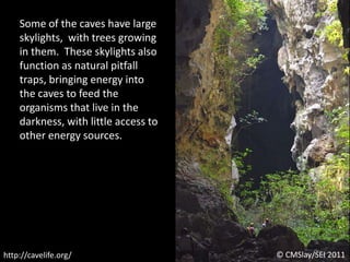 Some of the caves have large skylights,  with trees growing in them.  These skylights also function as natural pitfall traps, bringing energy into the caves to feed the organisms that live in the darkness, with little access to other energy sources.© CMSlay/SEI 2011http://cavelife.org/