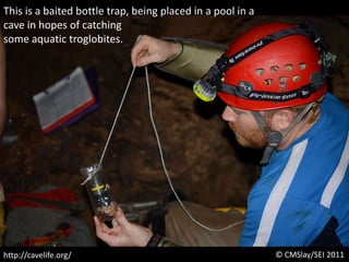 This is a baited bottle trap, being placed in a pool in a cave in hopes of catching some aquatic troglobites.© CMSlay/SEI 2011http://cavelife.org/
