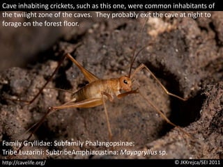 Cave inhabiting crickets, such as this one, were common inhabitants of the twilight zone of the caves.  They probably exit the cave at night to forage on the forest floor.Family Gryllidae: Subfamily Phalangopsinae: Tribe Luzarini: SubtribeAmphiacustina: Mayagryllus sp.© JKKrejca/SEI 2011http://cavelife.org/