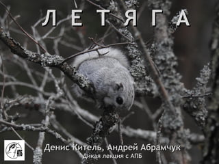 Л Е Т Я Г АЛ Е Т Я Г А
Денис Китель, Андрей АбрамчукДенис Китель, Андрей Абрамчук
Дикая лекция с АПБДикая лекция с АПБ
 