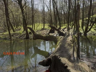 GAJA PATAK 