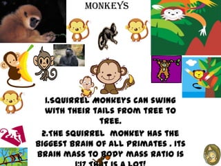 Monkeys




  1.Squirrel Monkeys can swing
  with their tails from tree to
               tree.
 2.The squirrel monkey has the
biggest brain of all primates . Its
brain mass to body mass ratio is
 