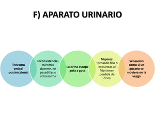 Tenesmo
vesical
postmiccional
Inconsistencia:
mientras
duerme, en
pesadillas o
sobresaltos
La orina escapa
gota a gota
Mujeres:
tomando frio o
expuestas al
frio tienen
perdida de
orina
Sensación
como si un
gusano se
moviera en la
vejiga
F) APARATO URINARIO
 