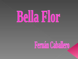 Bella Flor Fernán Caballero 