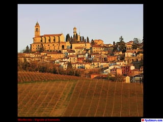 Monferrato - Vignale al tramonto 