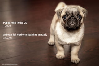 Puppy mills in the US
10,000
Animals fall victim to hoarding annually
250,000
https://www.aspca.org/animal-cruelty
 
