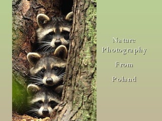 Nature Photography From Poland 