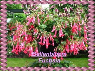 Bellenbloem Fuchsia 
