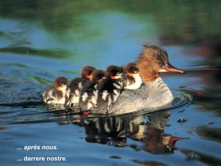 ... après nous. ... darrere nostre. 