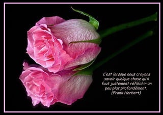 Belles Citations Avec De Belles Fleurs Ja