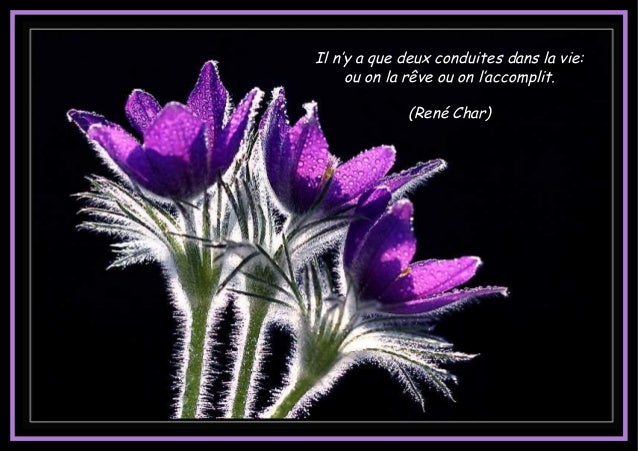 Belles citations avec de belles fleurs ja