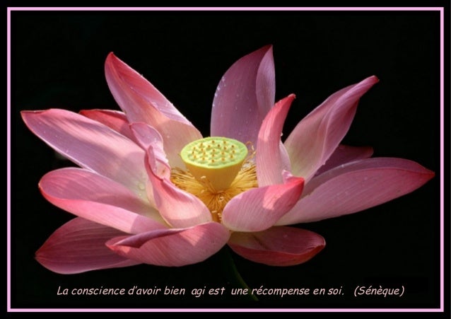 Belles Citations Avec De Belles Fleurs Ja Belles Citations Avec De Belles Fleurs Ja