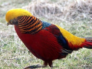 Chinese   Golden   Pheasant 