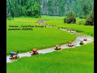 Vietnam .. Canal River through a 
paddyfield. (RIZIÈRE) 
 