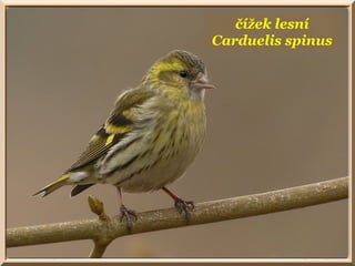 čížek lesní
Carduelis spinus
 