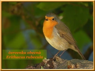 červenka obecná
Erithacus rubecula
 