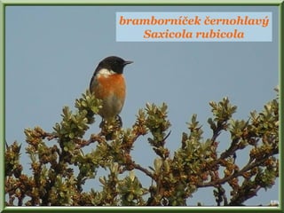 bramborníček černohlavý
Saxicola rubicola
 