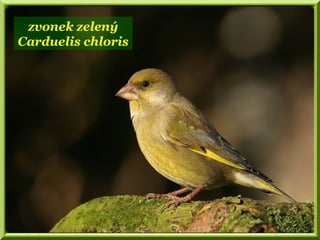 zvonek zelený
Carduelis chloris
 