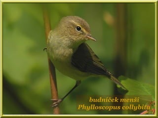 budníček menší
Phylloscopus collybita
 