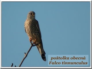 poštolka obecná
Falco tinnunculus
 