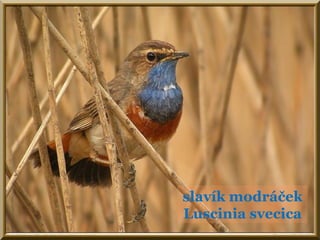 slavík modráček
Luscinia svecica
 