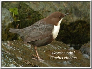 skorec vodní
Cinclus cinclus
 