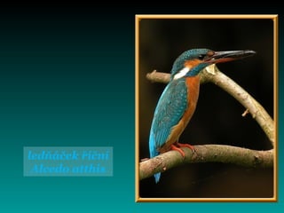 ledňáček říční
Alcedo atthis
 