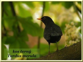kos černý
Turdus merula
 