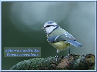 sýkora modřinka
Parus caeruleus
 