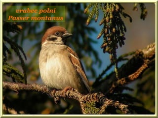 vrabec polní
Passer montanus
 