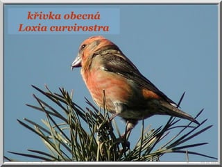 křivka obecná
Loxia curvirostra
 