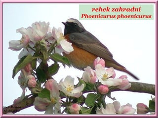 rehek zahradní
Phoenicurus phoenicurus
 