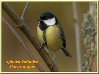 sýkora koňadra
Parus major
 