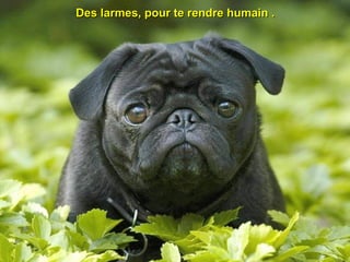 Des larmes, pour te rendre humain .Des larmes, pour te rendre humain .
 