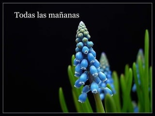 Todas las mañanas 