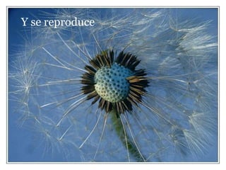 Y se reproduce 