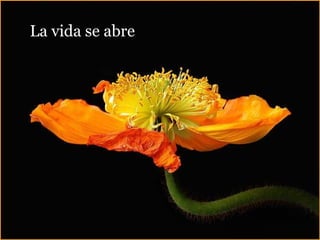 La vida se abre 