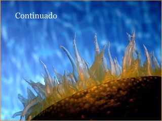 Continuado  