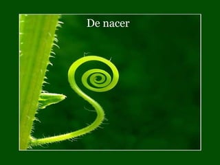 De nacer 