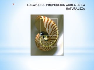 * EJEMPLO DE PROPORCION AUREA EN LA
NATURALEZA
 