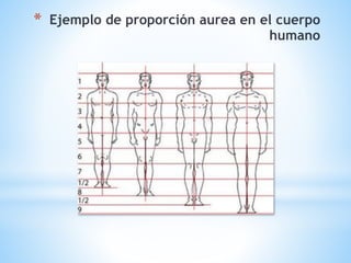 * Ejemplo de proporción aurea en el cuerpo
humano
 