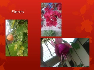 Flores